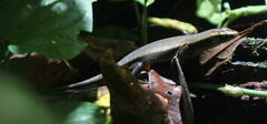 Eutropis