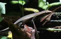 Eutropis