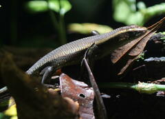 Eutropis
