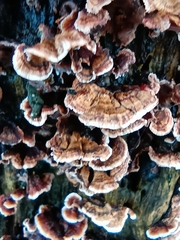 Stereum gausapatum