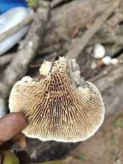 Trametes flavida