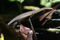 Eutropis