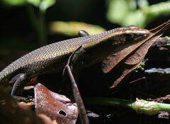 Eutropis