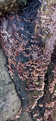 Stereum gausapatum