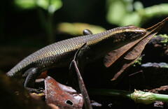 Eutropis