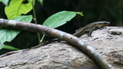 Eutropis