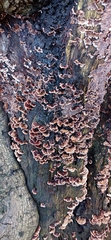 Stereum gausapatum