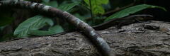 Eutropis