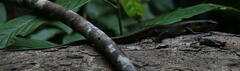 Eutropis