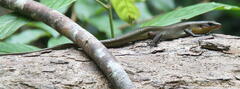 Eutropis