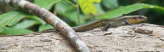 Eutropis