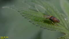 Neotituria kongosana