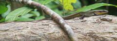 Eutropis