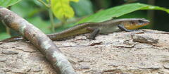 Eutropis