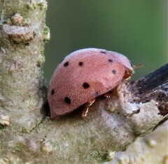 Solanophila paykullii