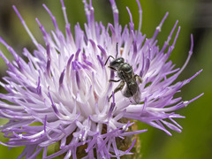 Lasioglossum viride