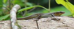 Eutropis