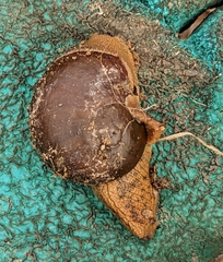 Megaustenia imperator