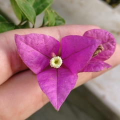 Bougainvillea glabra