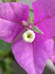 Bougainvillea glabra