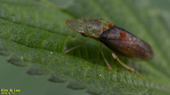 Neotituria kongosana
