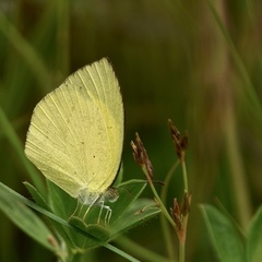 Eurema laeta