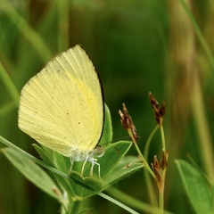 Eurema laeta
