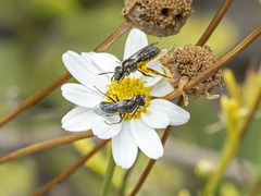 Lasioglossum viride