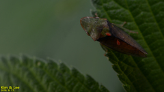 Neotituria kongosana