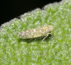 Eupteryx decemnotata