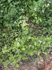 Ageratum conyzoides
