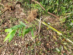 Bambusa oldhamii