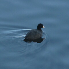 Fulica atra
