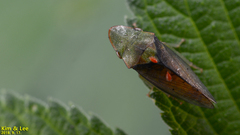 Neotituria kongosana