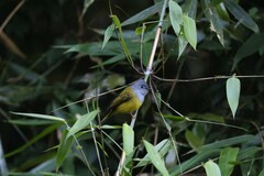 Culicicapa ceylonensis