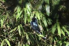 Dicrurus hottentottus