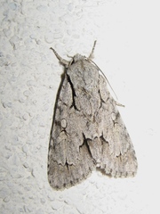 Acronicta psi