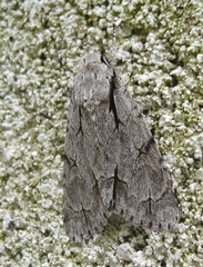 Acronicta psi