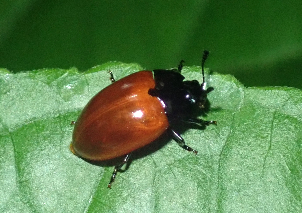 Iphiclus clavicornis