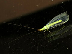 Plesiochrysa ramburi