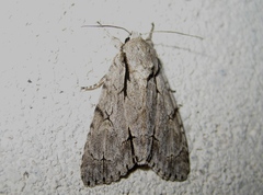 Acronicta psi