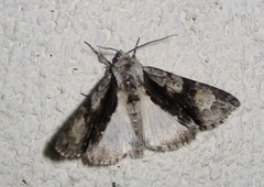 Acronicta alni