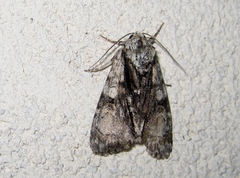Acronicta alni