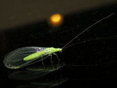 Plesiochrysa ramburi