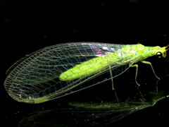 Plesiochrysa ramburi
