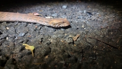 Acanthophis antarcticus