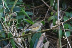 Tarsiger rufilatus