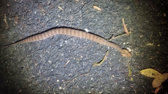 Acanthophis antarcticus
