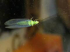 Plesiochrysa ramburi