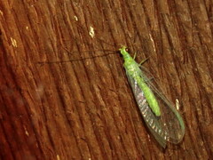 Plesiochrysa ramburi